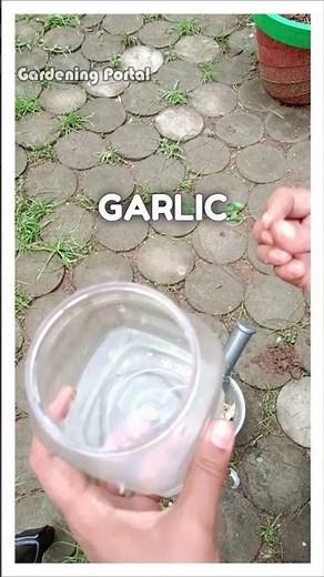 How to Make Garlic Insecticide Spray for Plants | Natural Pest Control