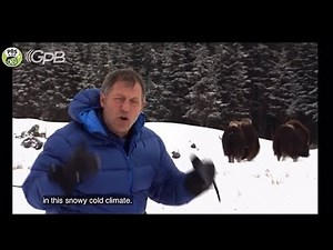 Wild Kratts ending and end credits from “Musk Ox Mania” (2017)