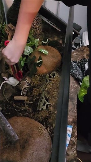 Python Strikes insane! So fast