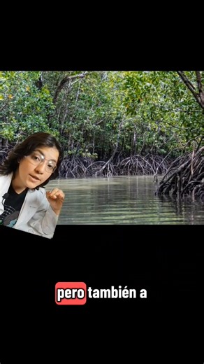 Que es un manglar y por qué son importantes??? | Polli Padilla