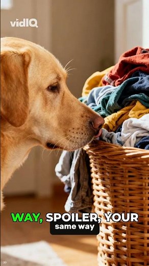 Why dogs eat your underwear It's not revenge! #shorts