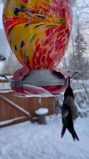 He saved this hummingbird! ❤️ | Hummingbird Haven