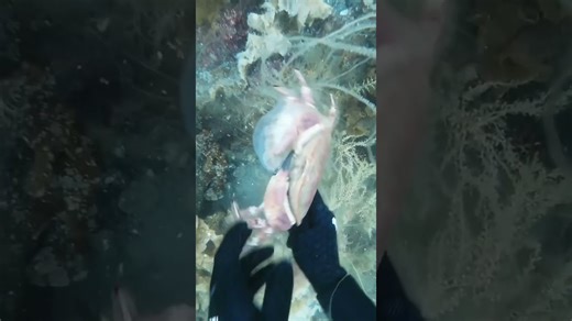 Crab eating a poisonous jellyfish