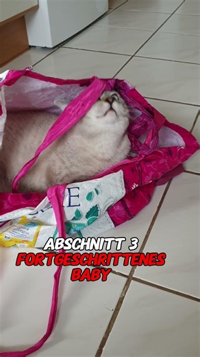 Verschiedene Lebensabschnitte, einer Katze! CatInfo #catsofyoutube #katze #cat ￼