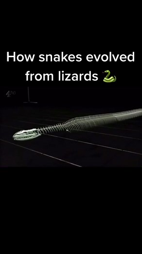 How snakes evolved to the incredible shape they are today #snake #reptile #evolution #fyp