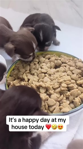 Meet My New Chihuahua Puppies for Adoption