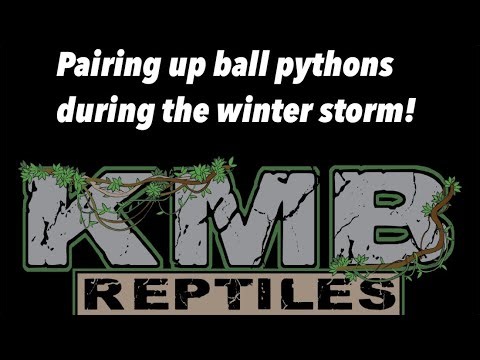 This snow will get our ball pythons in the MOOD! Pairing snakes during the winter storm January 2026