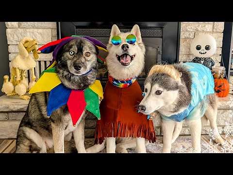 Who Wore It Best? Husky Halloween Costume Fashion Show!