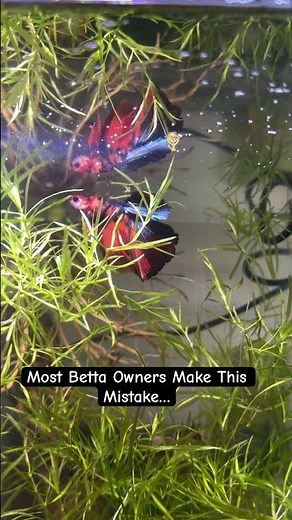 5 Secrets to Keep Your Betta Fish Happy & Healthy 🐟 | Betta Care Guide