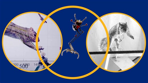 No robot can match a squirrel's ability to leap from limb to limb — until now - Berkeley News