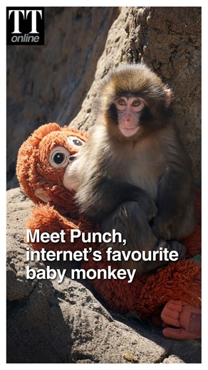 At Ichikawa City Zoo, a tiny Japanese macaque named Punch was abandoned by his mother shortly after birth. Struggling to fit in with the other monkeys, Punch found comfort in an unexpected place — a stuffed orangutan toy from IKEA. | The Telegraph