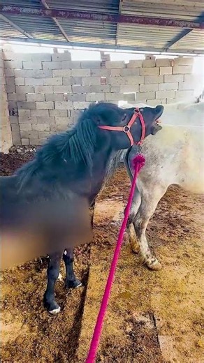 More than animals — they’re family ❤️🐎