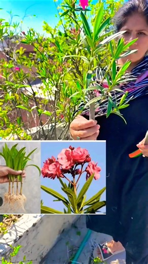 This video demonstrates the step-by-step process of How To Grow Oleander Plant From Cuttings #shorts