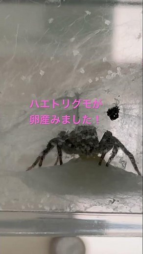 ハエトリグモが卵産みました。 #spider #ハエトリグモ#蜘蛛#クモ#卵#産卵#可愛い#可愛い動物