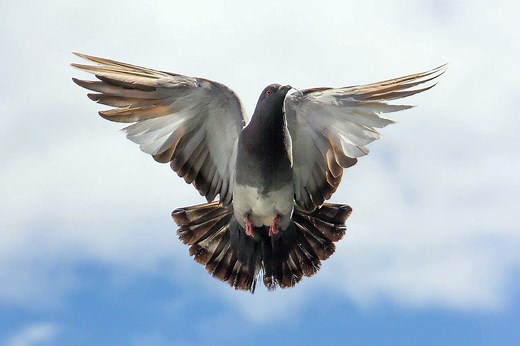 Pigeon Totem Meaning: Symbolism And Spiritual Significance