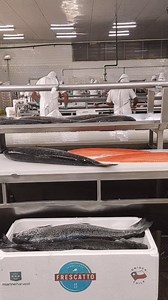 Assim que o nosso salmão chega, nossos peixeiros já estão afiados para oferecer os melhores cortes para a sua receita. É por isso que, toda vez que você pensa em salmão, você pensa em Frescatto. 🐟 #frescatto80anos #frescatto | Frescatto