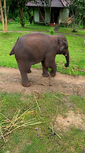 35K views · 1.3K reactions | Bank Mahout on Reels | Facebook