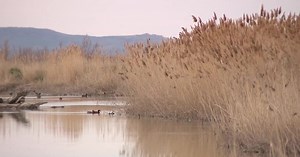 How invasive species can take over Utah's native plants