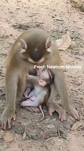 1.1K views · 18 reactions | Lovely cute newborn baby breastfeed till fall asleep 8 | Fresh Newborn Monkey | Facebook