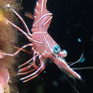 29K views · 2.6K reactions | The Durban Dancing Shrimp...