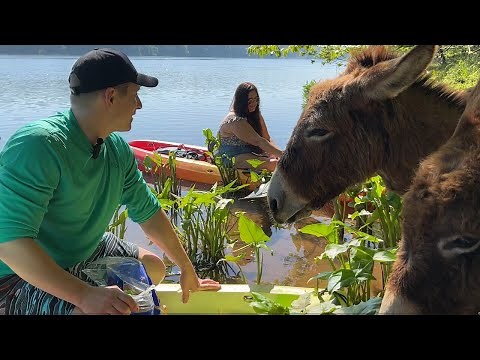 The mystery behind the donkeys on Stallings Island