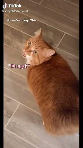cat saying drugs | funniest video