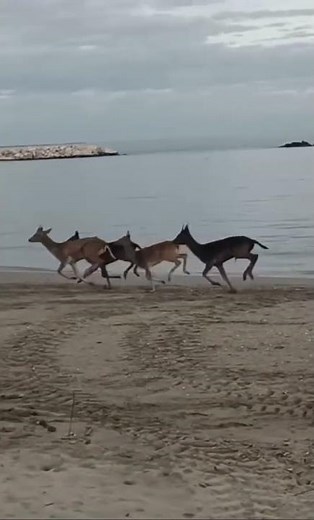 Daini a spasso sulla riviera romagnola