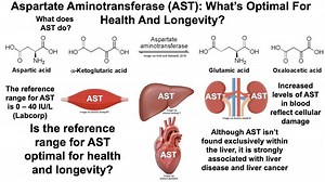 Aspartate Aminotransferase: What’s Optimal, And Can It Be Improved? – Lifeboat News: The Blog