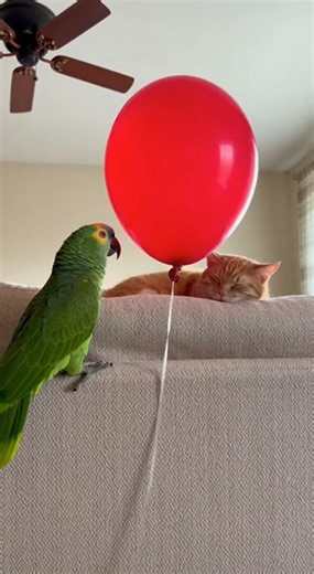Rocco is the ultimate prankster! 🦜🎈 He really did the cat dirty with that balloon pop! 💥🐱 Look at that reaction! 🚀 And that maniacal laugh at the end? Rocco has absolutely no chill! 😂💀 Who is more dramatic: the cat or the parrot? Tell us in the comments! 👇🦜🐱 #Parrot #FunnyAnimals #Comedy #TryNotToLaugh #ViralVideo #funny #NoFilter #RoccoTheParrot #reelsvideo #prank | Global Funny Animals