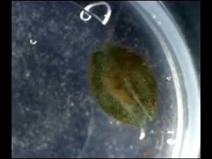 SEED SHRIMP CLOSE-UP