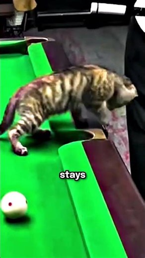 The cutest pool‑table cat ever