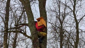 Installing an owl, hawk, or falcon wooden nesting box high in a tree