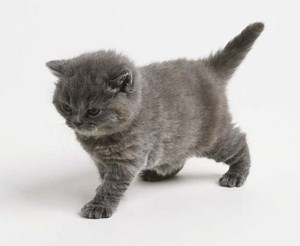 Little Grey Cat | Know Your Meme