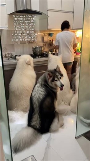 Sure, your dog can do tricks like sit...