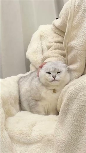 撸着撸着撸掉一撮毛…… #萌宠出道计划 #撸猫 #撸猫第一视角 #cat #貓咪日常