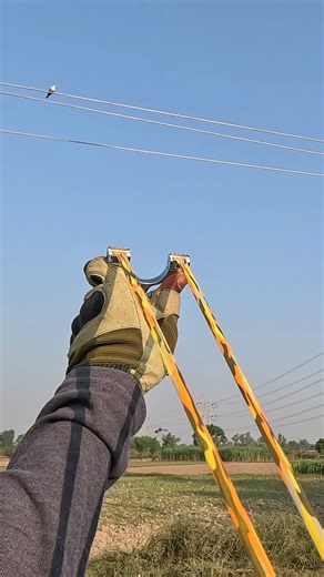 Collared Turtle Dove Long Shot! Clean & Perfect Hit! #CollaredDove #TurtleDove #SlingshotHunt