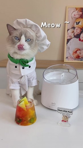 Here come Puff's new magic trick and water fountain! #thatlittlepuff #eufy #catsoftiktok #summerdrink #recipe