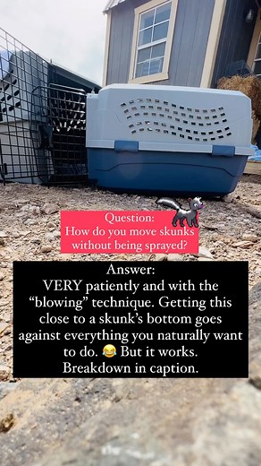 A majority of skunks are not quick to spray. However, there are a few pistol Pete’s. Tips: 1) Place carriers outside to do this. In the sun is best. 2) Cover the carrier you want the skunk to go in, with a towel. 3) Place food and water bowl in back of carrier or enclosure you are moving the skunk to. 4) Make sure doors of the carriers are lined up to prevent escaping. 5) Skunks do not have great eyesight but they have a great sense of smell. Some will smell the food and go into the dark enclosu