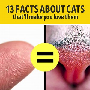 382K views · 655 reactions | 13 facts about cats that'll make you love them | Bright Side | Facebook