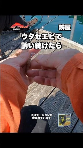 【海上釣堀】ウタセエビで誘い続けたら フル動画はYouTubeへ！ #PR #フィッシングマックス #ハリミツ #イセケン #釣り好き