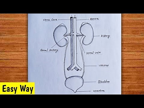 How To Draw Human Excretory System Easily / Excretory System Diagram Easy / Human Urinary System