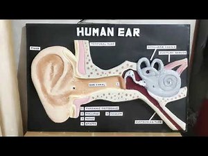 || WORKING MODEL OF BIOLOGY [ HUMAN EAR ] || BY ARUN KAPOOR