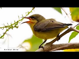 Beautiful Bird Song from Juvenile olive backed sunbird