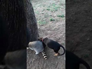 Epic fight raccoon versus dog who will