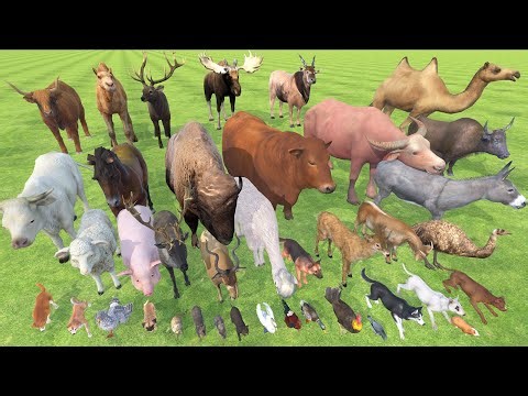 Farm Animal Weight Comparison - 3D Animal Animation Comparison