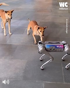 Real Dogs vs. Robot Dogs: Who's Got the Edge? 🤖🐕 | Watercooler Animals