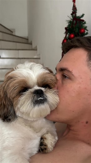 Theo o Shih Tzu | Não quero cachorro em casa! 2 min depois ::: 🐶❤️ @oi_theodoro #pet #dog #shihtzu #paidepet #pravocê | Instagram