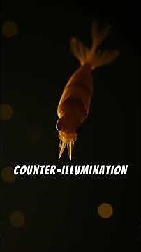 Vibrio fischeri produces bioluminescence and lives symbiotically in the Hawaiian bobtail squid.