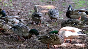 Ducks eat grass in a summer meadow high resolution of a group of ducks at a pond in the Dutch forest called Het Haagse Bos. Wildlife, animal footage. No people, horizontal