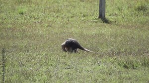 southern tamandua, Tamandua tetradactyla, also collared anteater or lesser anteater, is a species of anteater from South America, foraging on a meadow in the southern Pantanal, Brazil.